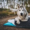 Rumpl | The Travel Dog Bed